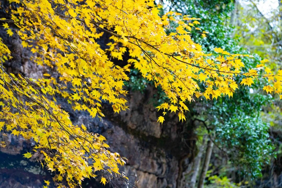 10月1日，漢中黎坪景區(qū)秋高氣爽、景色秀美，還不擁擠，趕緊出發(fā)嘍！