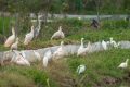 國(guó)家一級(jí)保護(hù)鳥(niǎo)類彩鹮，又回漢中省親！縮略圖
