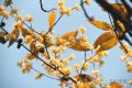 真香預(yù)警，臘梅花開！縮略圖