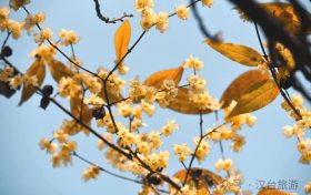真香預(yù)警，臘梅花開！縮略圖