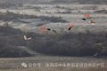 罕見(jiàn)！白鸛、黑鸛、白琵鷺、朱鹮在漢中“同框”縮略圖