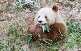 我們的“國(guó)寶”！是他們守護(hù)→縮略圖