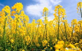 漢臺(tái)2024最美油菜花海系列活動(dòng)重磅來(lái)襲！縮略圖