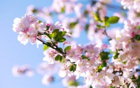 春季養(yǎng)肺正當(dāng)時，多吃哪些食物對肺有好處?縮略圖
