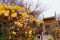 花開(kāi)又一年，結(jié)香沁滿園縮略圖