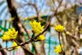花事可期！佛坪萬(wàn)畝茱萸花即將迎來(lái)絢爛時(shí)刻！縮略圖