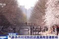氣象條件對花粉濃度有哪些影響？花粉季要注意什么？專家解答縮略圖