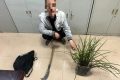 提醒，野生蘭草不能采！縮略圖