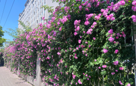 花都開好了，東關(guān)最美花墻等你來打卡！縮略圖