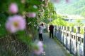 佛坪初夏，薔薇花開(kāi)已傾城！縮略圖