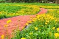 佛坪沙窩村花海正值觀賞期！縮略圖
