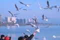 冬天飛漢中，來一場“鷗”遇~縮略圖