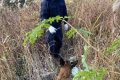 “汪汪隊”立大功！西鄉(xiāng)縣公安局利用警犬“博虎”成功破獲一起入室盜竊案件縮略圖