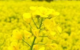 漢中油菜花節(jié)交響音樂會(huì)3月中旬啟動(dòng)！地點(diǎn)→縮略圖