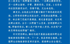 野豬傷人！最新通報縮略圖