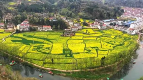 最新！漢中油菜花開(kāi)花期預(yù)測(cè)縮略圖