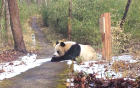 非常罕見(jiàn)！在佛坪一天兩次偶遇了！縮略圖