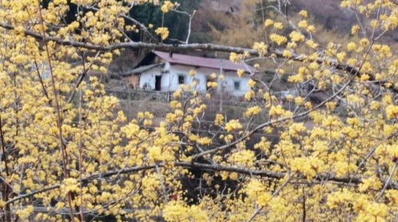 漢中三月黃｜油菜花與茱萸花的春日協(xié)奏曲縮略圖
