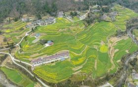油菜、小麥、茶葉、花期果園低溫凍害風(fēng)險(xiǎn)預(yù)警縮略圖