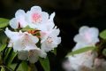 全民免門票2天，黎坪已備好山水盛宴，待君赴約！縮略圖
