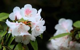 全民免門票2天，黎坪已備好山水盛宴，待君赴約！縮略圖