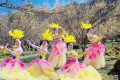 3月22日，王家灣村，茱萸花海踏春游活動來啦！縮略圖