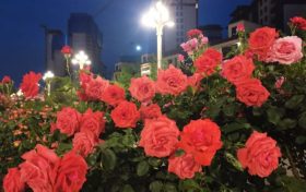 免費(fèi)欣賞！漢中這條路美成了莫奈花園！轉(zhuǎn)角遇見(jiàn)一城芳華縮略圖