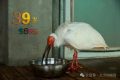 生于洋縣，全球最長(zhǎng)壽朱鹮39歲了！縮略圖