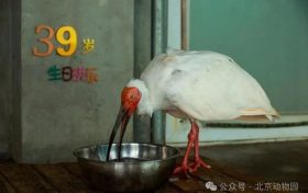 生于洋縣，全球最長壽朱鹮39歲了！縮略圖