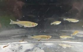 對水質”挑食”！漢中首次發(fā)現(xiàn)該珍稀物種→縮略圖