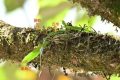 國家一級重點保護！陜西再次發(fā)現縮略圖