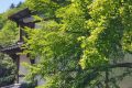 簡約消費(fèi) 拒絕天價粽子縮略圖